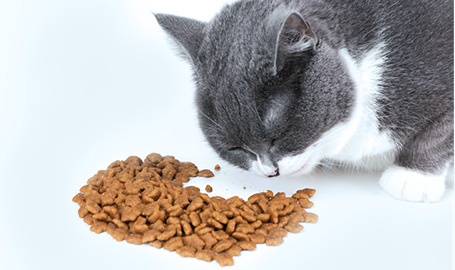 Caractéristiques de la nourriture pour chat
