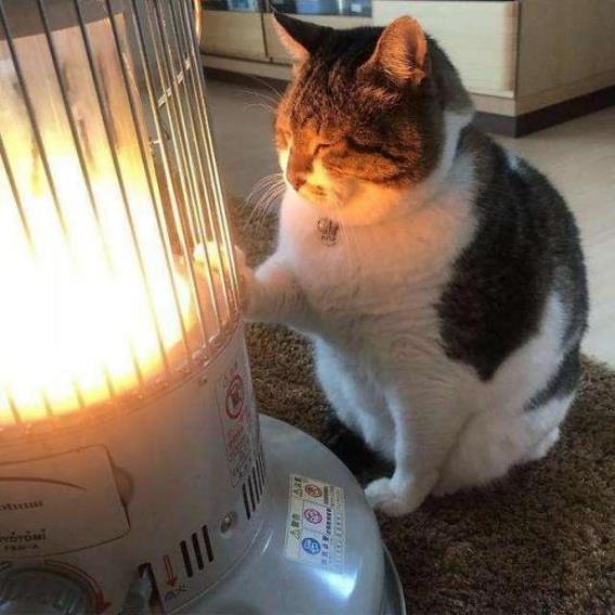 éloigner le chat du chauffage électrique