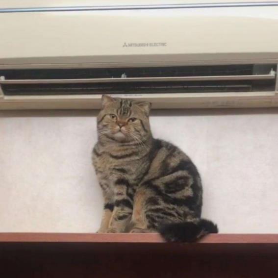 ne pas garder le chat sous air conditionné